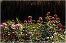 marocco_nectarome_0243.jpg