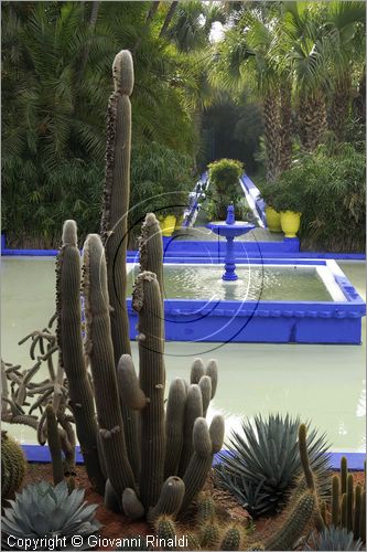 MAROCCO - MAROC - MOROCCO - MARRAKECH - Jardin Majorelle (www.jardinmajorelle.com)