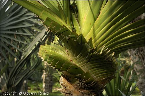 MAROCCO - MAROC - MOROCCO - MARRAKECH - Jardin Majorelle (www.jardinmajorelle.com)