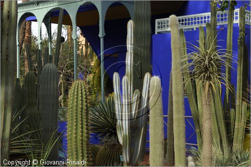 MAROCCO - MAROC - MOROCCO - MARRAKECH - Jardin Majorelle (www.jardinmajorelle.com)