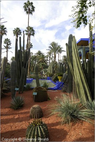 MAROCCO - MAROC - MOROCCO - MARRAKECH - Jardin Majorelle (www.jardinmajorelle.com)