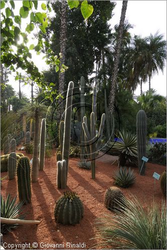 MAROCCO - MAROC - MOROCCO - MARRAKECH - Jardin Majorelle (www.jardinmajorelle.com)