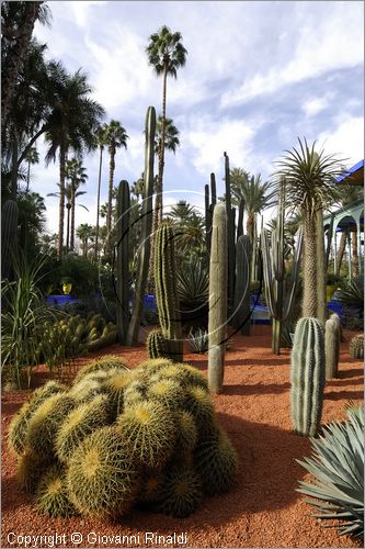 MAROCCO - MAROC - MOROCCO - MARRAKECH - Jardin Majorelle (www.jardinmajorelle.com)