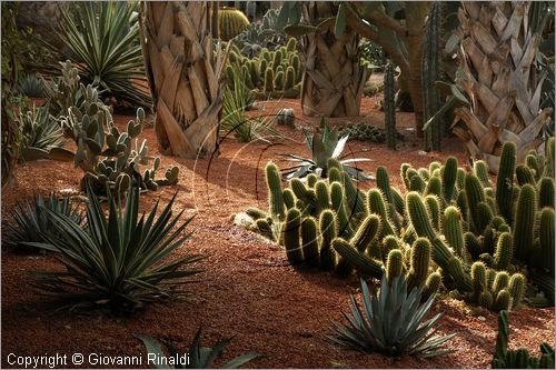 MAROCCO - MAROC - MOROCCO - MARRAKECH - Jardin Majorelle (www.jardinmajorelle.com)