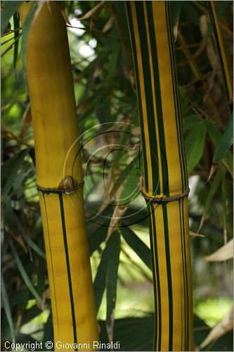 MAROCCO - MAROC - MOROCCO - MARRAKECH - Jardin Majorelle (www.jardinmajorelle.com)