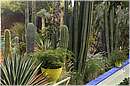 marocco_marrakech_majorelle_0525.jpg