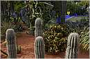 marocco_marrakech_majorelle_0573.jpg