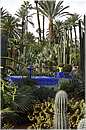 marocco_marrakech_majorelle_0576.jpg