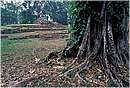 mexico_yaxchilan0006.jpg