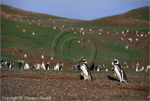 CILE - CHILE - Patagonia - Stretto di Magellano - Parco Naturale dell'Isola Magdalena presso Punta Arenas - Pinguini di Magellano