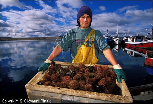 CILE - CHILE - Patagonia - Puerto Natales - Porto peschereccio - lo scarico dei ricci