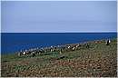 cile_isolamagdalena0004.jpg