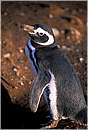 cile_isolamagdalena0005.jpg