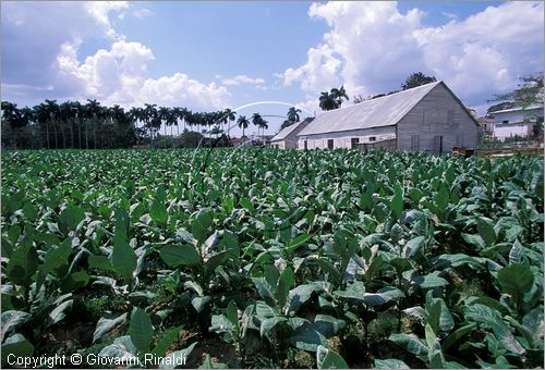 CUBA - (Pinar del Rio) - piantagioni di tabacco nella zona tra San Luis e San Juan y Martinez