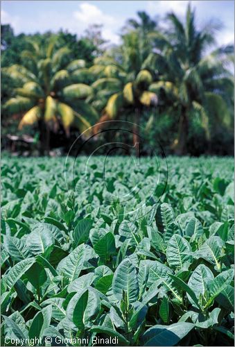 CUBA - (Pinar del Rio) - piantagioni di tabacco nella zona tra San Luis e San Juan y Martinez