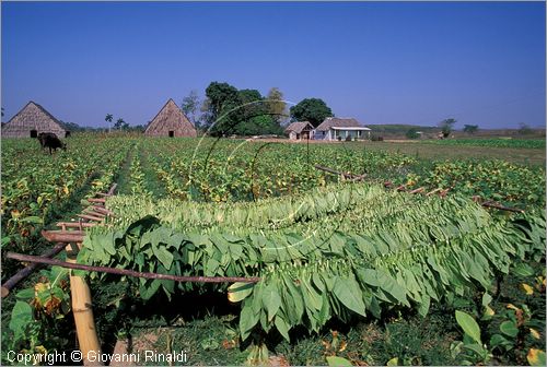 CUBA - (Pinar del Rio) - piantagioni di tabacco sulla strada per Vinales