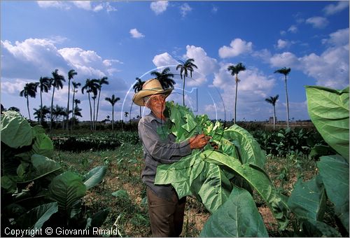 CUBA - (Pinar del Rio) - piantagioni di tabacco nella zona tra San Luis e San Juan y Martinez - raccolta delle grandi foglie di tabacco