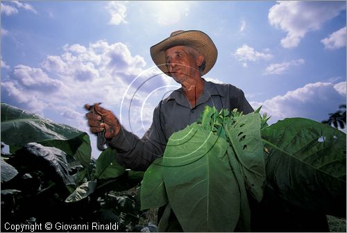 CUBA - (Pinar del Rio) - piantagioni di tabacco nella zona tra San Luis e San Juan y Martinez - raccolta delle grandi foglie di tabacco