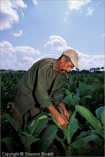 CUBA - (Pinar del Rio) - piantagioni di tabacco nella zona tra San Luis e San Juan y Martinez - raccolta delle grandi foglie