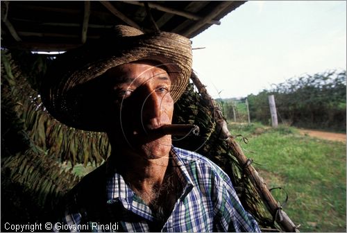 CUBA - (Pinar del Rio) - in un casone per l'essiccazione delle foglie di tabacco tra le piantagioni nella zona tra San Luis e San Juan y Martinez, dove si produce il miglior tabacco dell'isola - tutta la popolazione che vive in questa zona  coinvolta nella lavorazione dei sigari