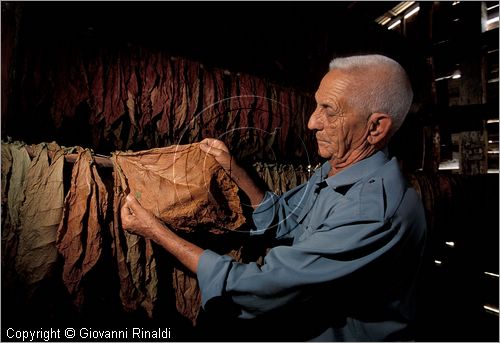 CUBA - (Pinar del Rio) - Alejandro Robaina mostra le foglie migliori per la produzione dei sigari nella sua azienda in mezzo alle  piantagioni di tabacco nella zona tra San Luis e San Juan y Martinez, dove si produce il miglior tabacco dell'isola e del mondo