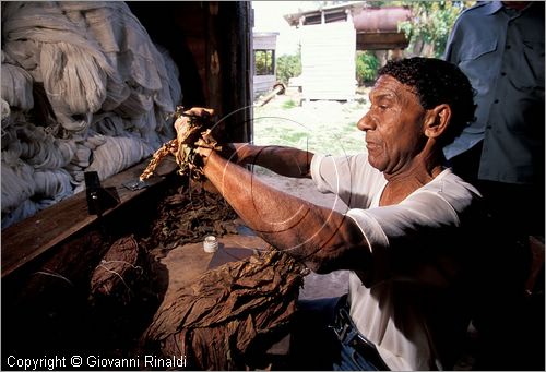CUBA - (Pinar del Rio) - produzione di sigari a mano nell'azienda di Alejandro Robaina nella zona tra San Luis e San Juan y Martinez, dove si produce il miglior tabacco dell'isola e del mondo