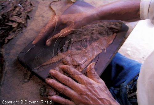 CUBA - (Pinar del Rio) - produzione di sigari a mano nell'azienda di Alejandro Robaina nella zona tra San Luis e San Juan y Martinez, dove si produce il miglior tabacco dell'isola e del mondo