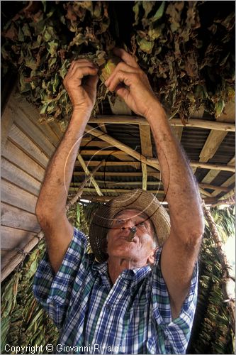 CUBA - (Pinar del Rio) - in un casone per l'essiccazione delle foglie di tabacco tra le piantagioni nella zona tra San Luis e San Juan y Martinez, dove si produce il miglior tabacco dell'isola - tutta la popolazione che vive in questa zona  coinvolta nella lavorazione dei sigari