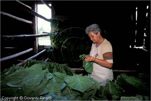 CUBA - (Pinar del Rio) - in un casone per l'essiccazione delle foglie di tabacco tra le piantagioni nella zona tra San Luis e San Juan y Martinez, dove si produce il miglior tabacco dell'isola - tutta la popolazione che vive in questa zona  coinvolta nella lavorazione dei sigari