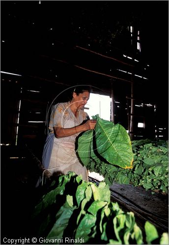 CUBA - (Pinar del Rio) - in un casone per l'essiccazione delle foglie di tabacco tra le piantagioni nella zona tra San Luis e San Juan y Martinez, dove si produce il miglior tabacco dell'isola - tutta la popolazione che vive in questa zona  coinvolta nella lavorazione dei sigari