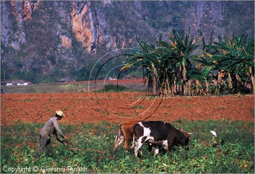 CUBA - (Vinales) - vita contadina, si ara un campo con un aratro a mano trainato da buoi