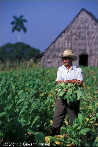 CUBA - (Vinales) - piantagioni di tabacco sulla strada per Pinar del Rio