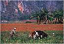 cuba_vinales0005.jpg