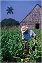 cuba_vinales0011.jpg