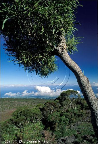 LA REUNION (Indian Ocean) - Piton Maido (2190 mt.) - veduta verso la costa occidentale