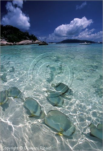 SEYCHELLES (Indian Ocean) - (La Digue Island) - Grand Soeur Island