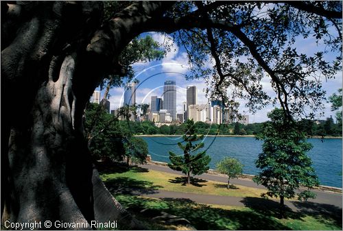 AUSTRALIA - SYDNEY - il parco presso Mrs Macquarie's Point - sullo sfondo i grattaceli del centro