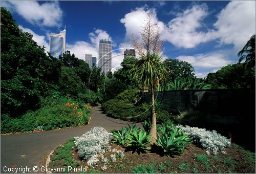 AUSTRALIA - SYDNEY - The Domain - Royal Botanical Garden