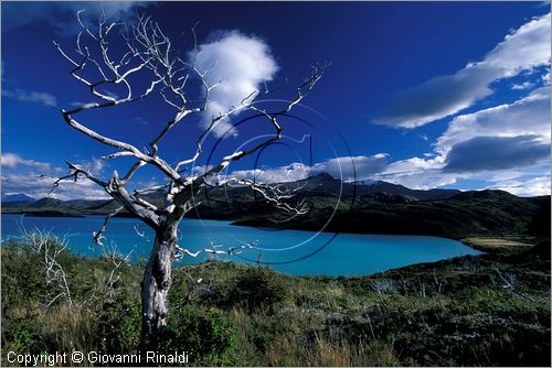 CILE - CHILE - PATAGONIA - Parco Nazionale Torres del Paine - veduta del lago Pehoe dalle pendici meridionali del gruppo del Paine