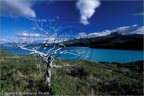CILE - CHILE - PATAGONIA - Parco Nazionale Torres del Paine - veduta del lago Pehoe dalle pendici meridionali del gruppo del Paine