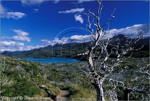 CILE - CHILE - PATAGONIA - Parco Nazionale Torres del Paine - veduta del lago Pehoe dalle pendici meridionali del gruppo del Paine