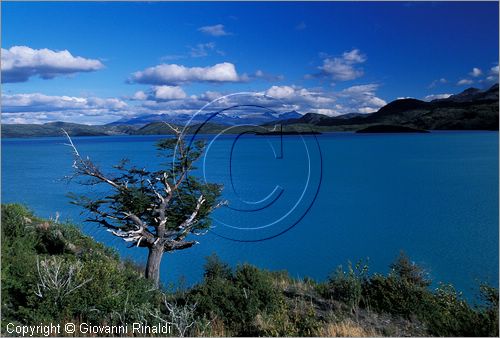 CILE - CHILE - PATAGONIA - Parco Nazionale Torres del Paine - veduta del lago Pehoe dalle pendici meridionali del gruppo del Paine