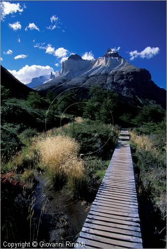 CILE - CHILE - PATAGONIA - Parco Nazionale Torres del Paine - alle pendici del Cuernos del Paine