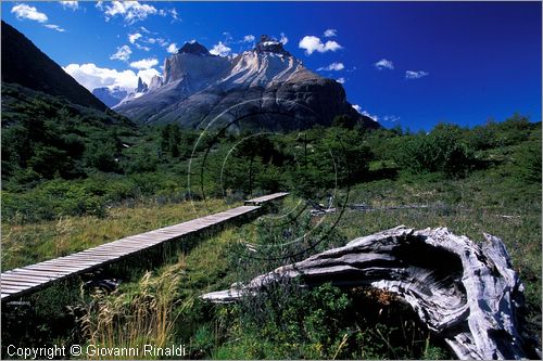 CILE - CHILE - PATAGONIA - Parco Nazionale Torres del Paine - alle pendici del Cuernos del Paine