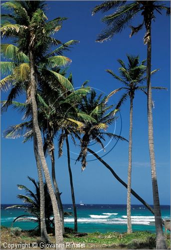 CARAIBI - ISOLE VERGINI BRITANNICHE - PETER ISLAND - Big Reef Bay