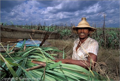 CUBA - (Camaguey) - raccolta della canna da zucchero nella pianura settentrionale