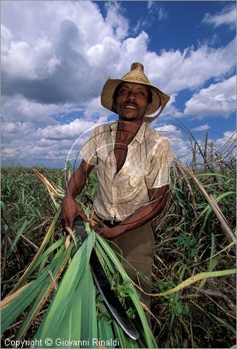CUBA - (Camaguey) - raccolta della canna da zucchero nella pianura settentrionale