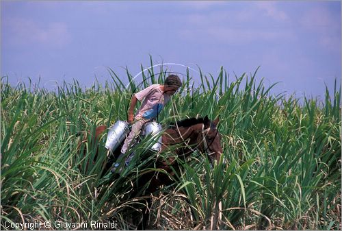 CUBA - (Cienfuegos) - tra le piantagioni di canna da zucchero