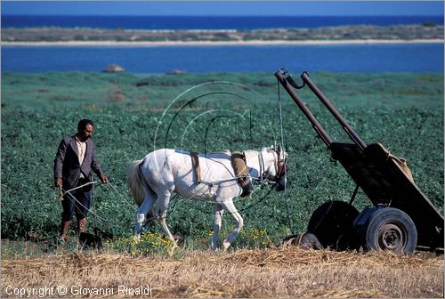 TUNISIA - coltivazioni presso la costa tra Kelibia e Nabuel