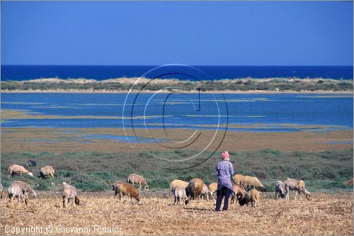 TUNISIA - un pastore presso la costa tra Kelibia e Nabuel